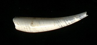 (Cadulus californicus)