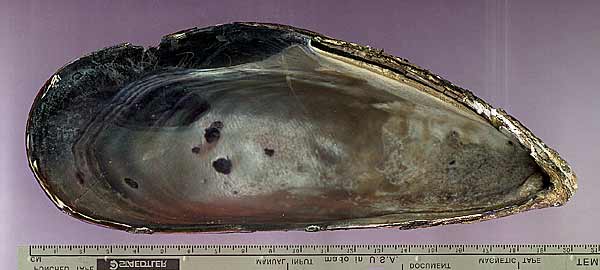 (Mytilus californianus - giant specimen)
