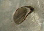 (Pododesmus macroschisma scar)