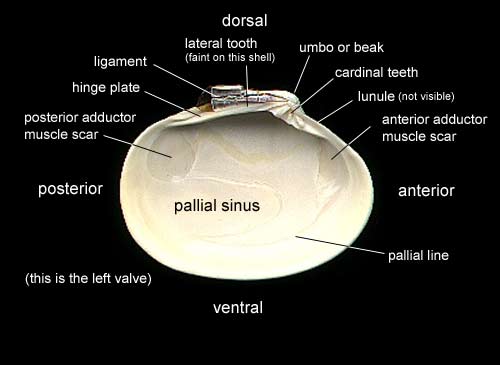 (bivalve shell morphology)