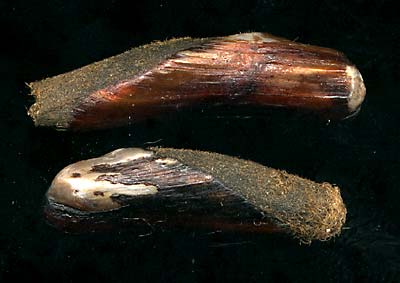 (Adula californiensis)