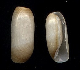 (Cylichna alba)