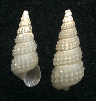 (unknown gastropod species)