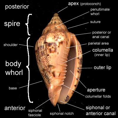 (gastropod shell morphology)