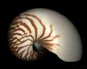 (Nautilus pompilius - Cephalopoda)